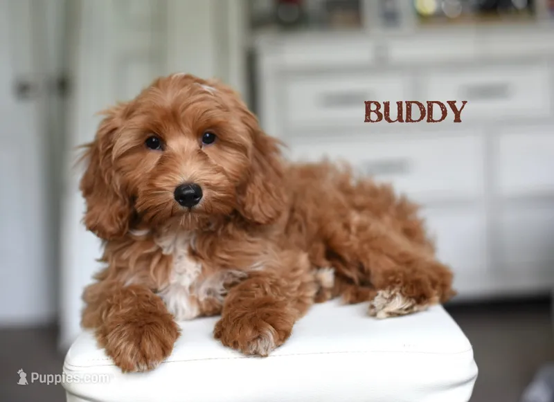 BUDDY  – Cavapoo, Miniature Goldendoodle puppy for sale in Athens, GA