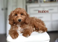 BUDDY , a male Cavapoo and Miniature Goldendoodle for sale in Athens, GA – 1 of 3