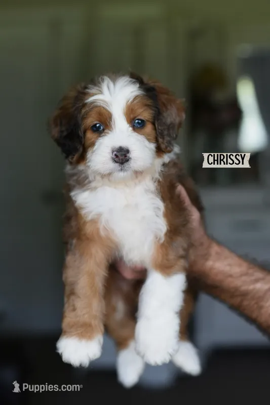 CHRISSY – Miniature Bernedoodle puppy for sale in Athens, GA