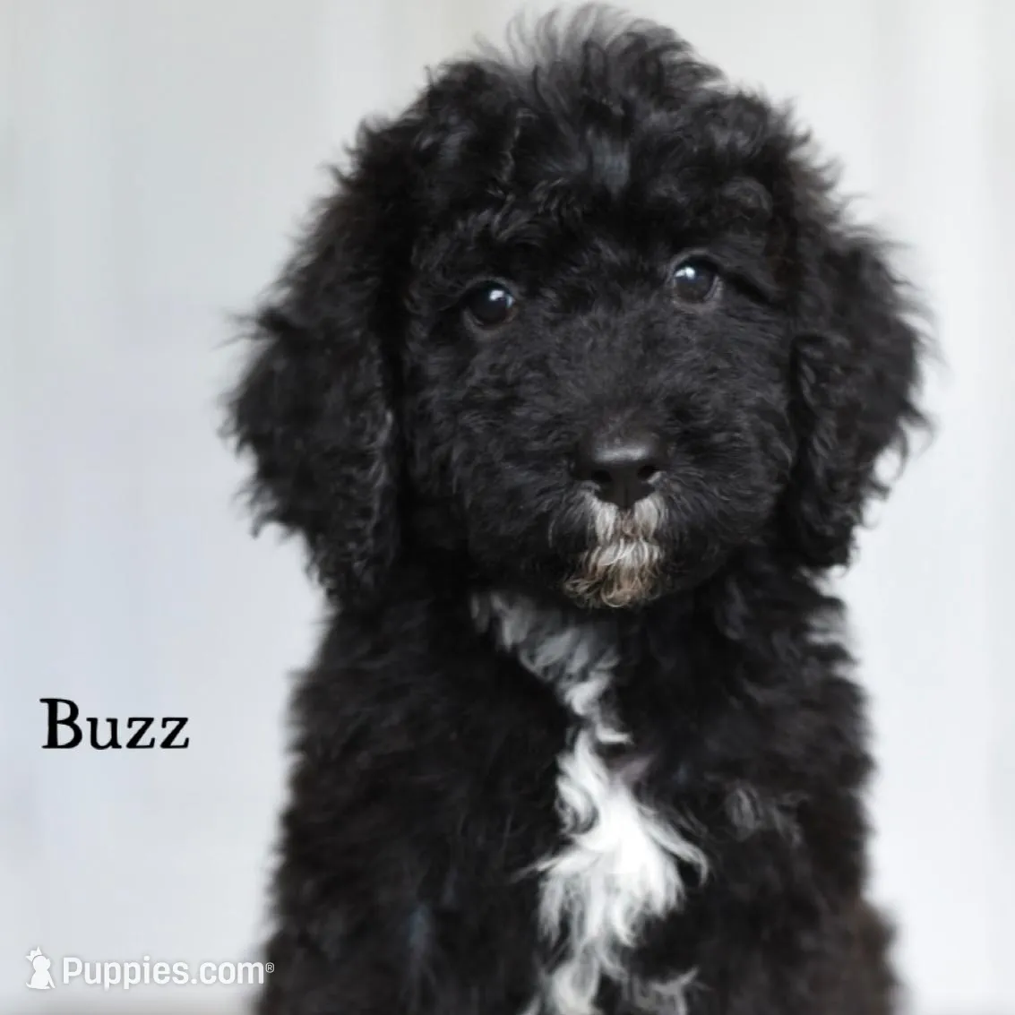 BUZZ – Miniature Goldendoodle puppy for sale in Athens, GA