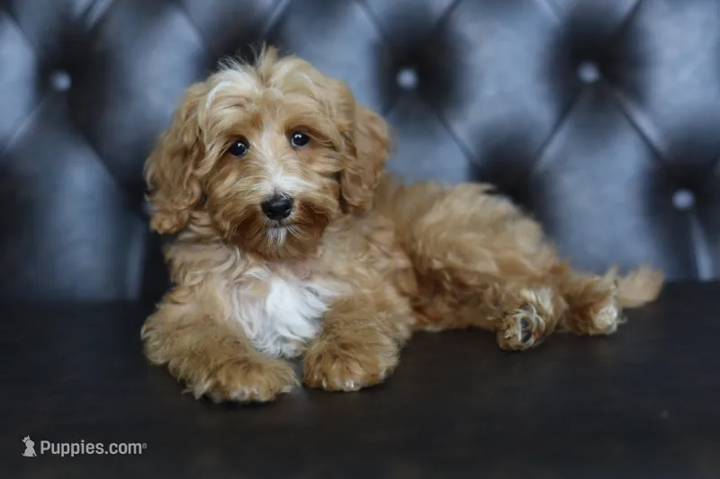 Striker – Miniature Goldendoodle puppy for sale in Athens, GA