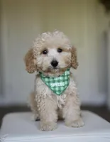 GUS, a male Goldendoodle and Miniature Goldendoodle for sale in Athens, GA – Photo 2 of 3