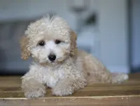 GUS, a male Goldendoodle and Miniature Goldendoodle for sale in Athens, GA – Photo 1 of 3