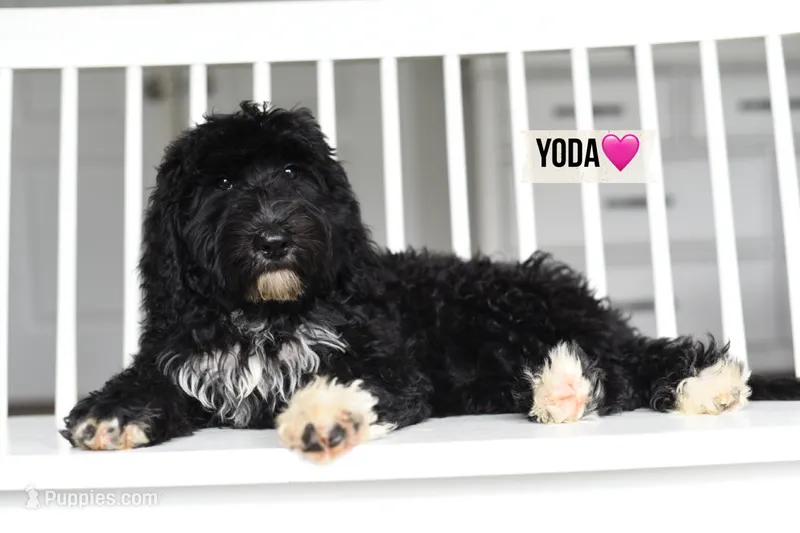 YODA  – Bernedoodle puppy for sale in Athens, GA