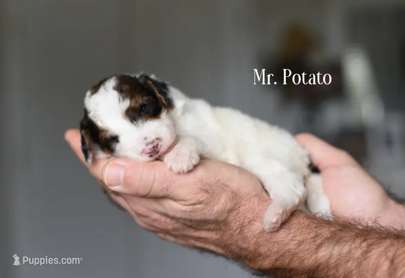 Mr. Potato