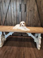 Cleats, a female Miniature Goldendoodle for sale in Athens, GA – 3 of 3
