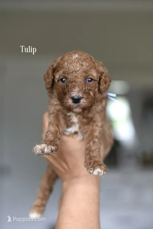 TULIP – Cavapoo, Miniature Goldendoodle puppy for sale in Athens, GA