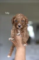 TULIP, a female Cavapoo and Miniature Goldendoodle for sale in Athens, GA – 1 of 1
