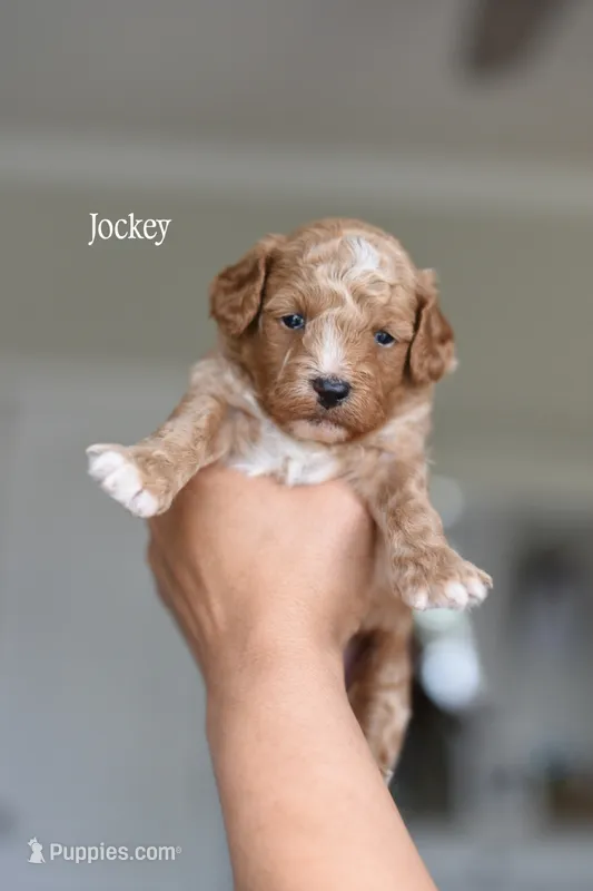 JOCKEY, a male Cavapoo for sale in Athens, GA – 1 of 1