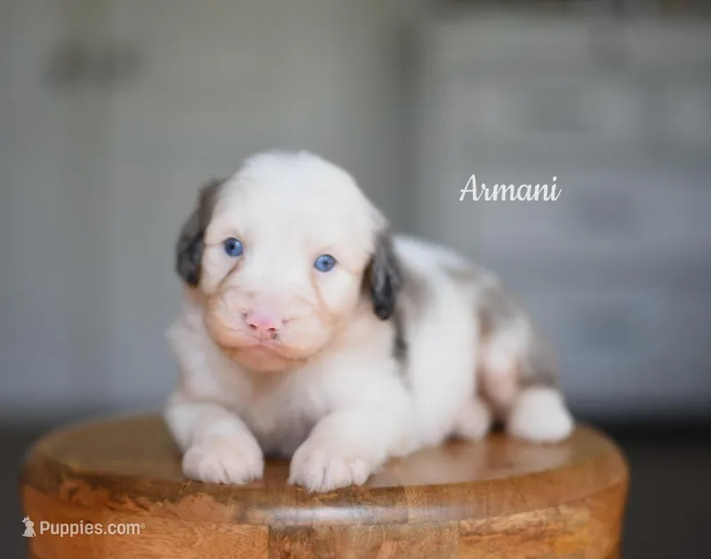 ARMANI – Miniature Aussiedoodle puppy for sale in Athens, GA