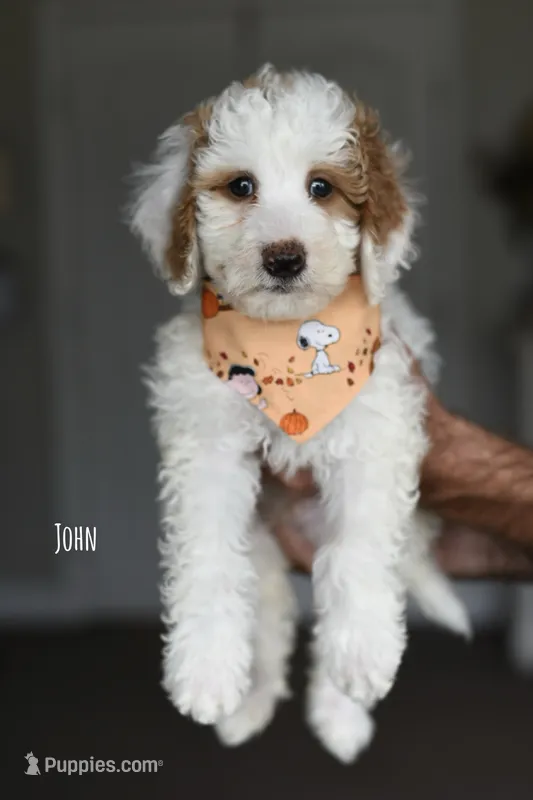 JOHN – Miniature Goldendoodle puppy for sale in Athens, GA