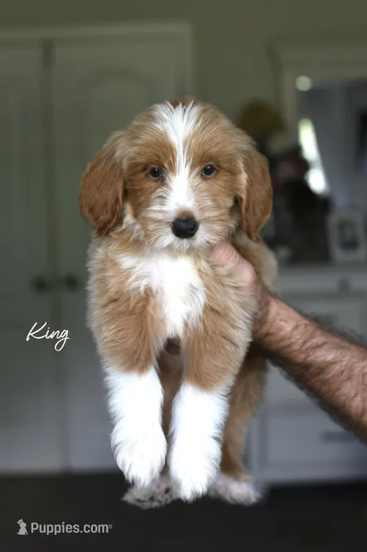 KING  – Miniature Goldendoodle puppy for sale in Athens, GA