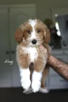 KING , a male Miniature Goldendoodle for sale in Athens, GA – 1 of 1