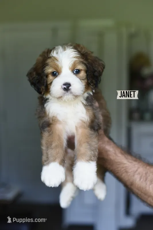 JANET – Miniature Bernedoodle puppy for sale in Athens, GA