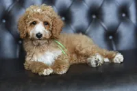CAPTAIN, a female Miniature Goldendoodle for sale in Athens, GA – 1 of 1
