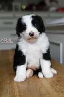 BELLE , a female Miniature Bernedoodle for sale in Athens, GA – 1 of 1