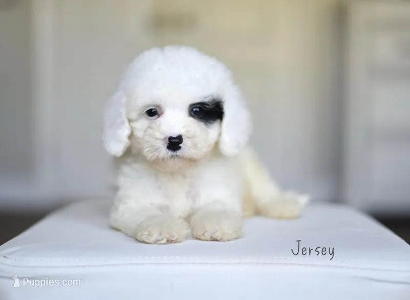 JERSEY – Miniature Goldendoodle puppy for sale in Athens, GA