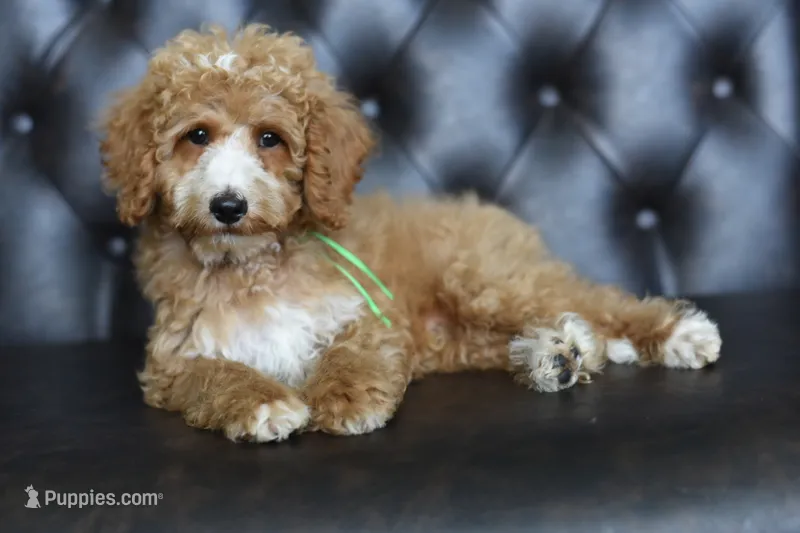 Champ – Miniature Goldendoodle puppy for sale in Athens, GA