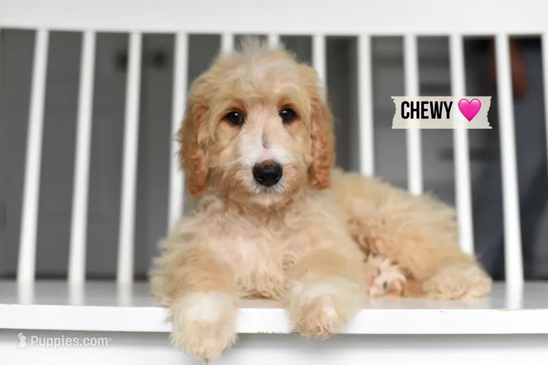 CHEWY – Bernedoodle puppy for sale in Athens, GA