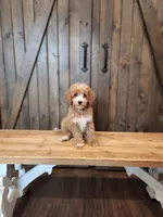 Captain, a male Miniature Goldendoodle for sale in Athens, GA – 2 of 3