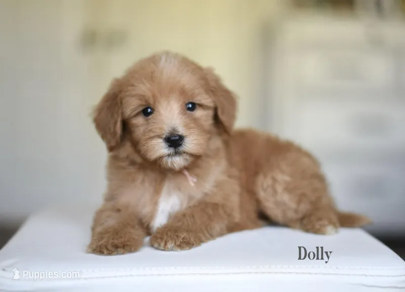DOLLY – Poodle - Miniature , Miniature Goldendoodle puppy for sale in Athens, GA