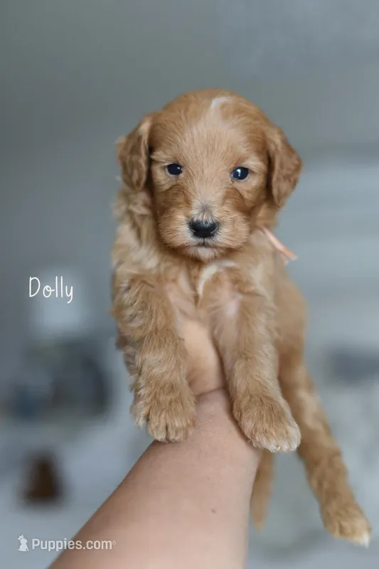 DOLLY – Poodle - Miniature , Miniature Goldendoodle puppy for sale in Athens, GA