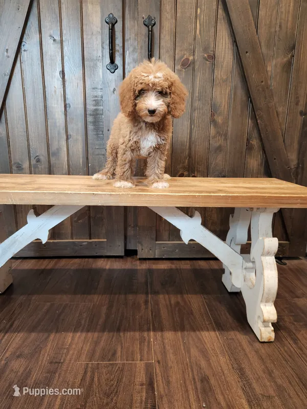 Champ – Miniature Goldendoodle puppy for sale in Athens, GA