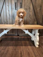Champ, a male Miniature Goldendoodle for sale in Athens, GA – 1 of 1