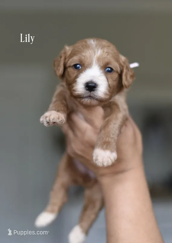 LILY – Cavapoo, Miniature Goldendoodle puppy for sale in Athens, GA