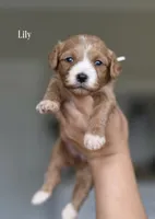 LILY, a female Cavapoo and Miniature Goldendoodle for sale in Athens, GA – 1 of 1