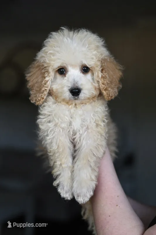 GUS – Goldendoodle, Miniature Goldendoodle puppy for sale in Athens, GA