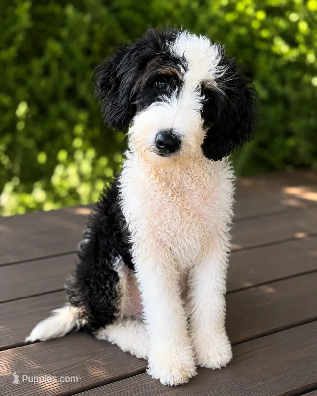 LOUIS – Miniature Aussiedoodle puppy for sale in Athens, GA
