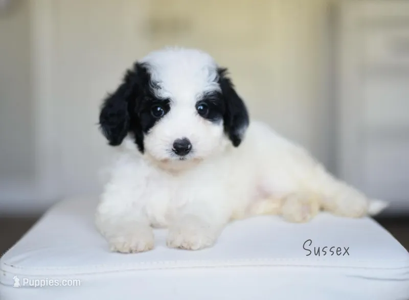 SUSSEX – Miniature Goldendoodle puppy for sale in Athens, GA