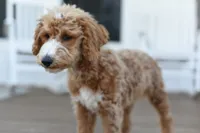 KNOX, a male Miniature Goldendoodle for sale in Athens, GA – 3 of 3