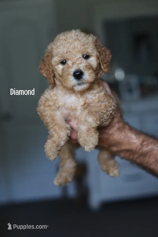 DIAMOND – Miniature Goldendoodle puppy for sale in Athens, GA