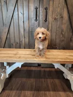 Striker, a male Miniature Goldendoodle for sale in Athens, GA – 2 of 2