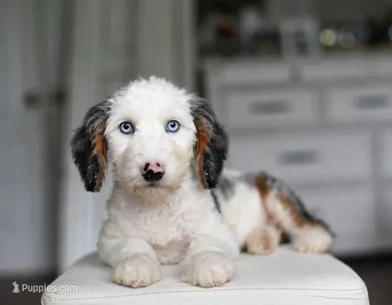 ARMANI – Miniature Aussiedoodle puppy for sale in Athens, GA