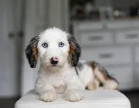 ARMANI, a female Miniature Aussiedoodle for sale in Athens, GA – 1 of 2