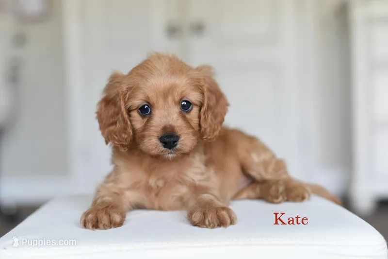 KATE – Cavapoo puppy for sale in Athens, GA