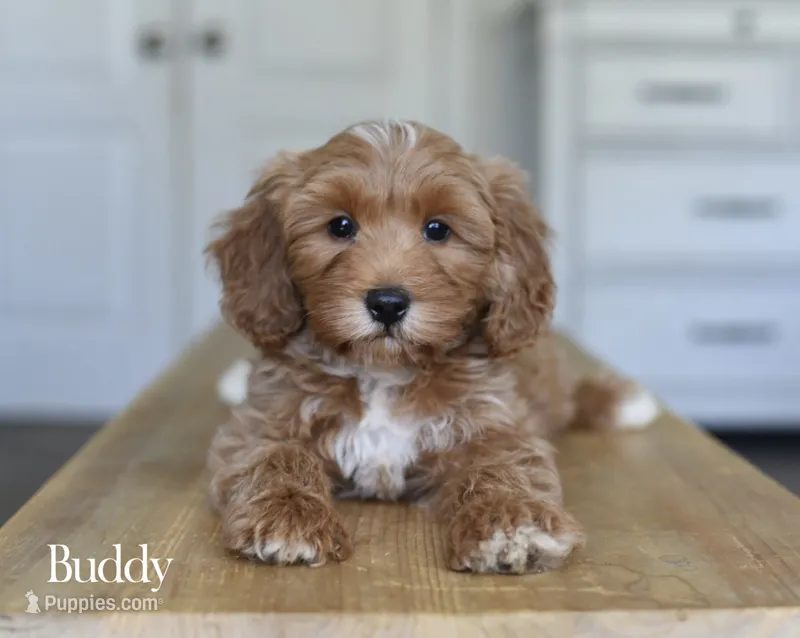 BUDDY  – Cavapoo, Miniature Goldendoodle puppy for sale in Athens, GA
