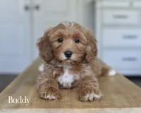 BUDDY , a male Cavapoo and Miniature Goldendoodle for sale in Athens, GA – 1 of 2