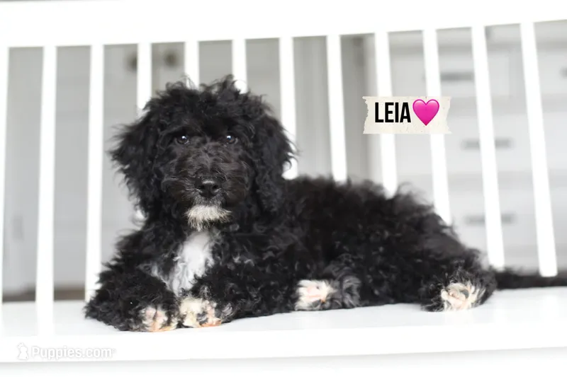 LEIA – Bernedoodle puppy for sale in Athens, GA