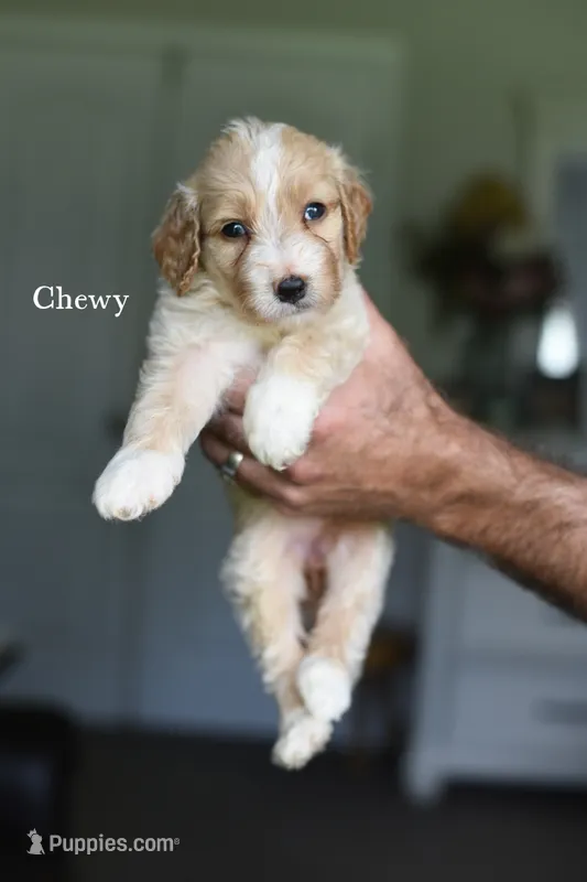 CHEWY – Bernedoodle puppy for sale in Athens, GA