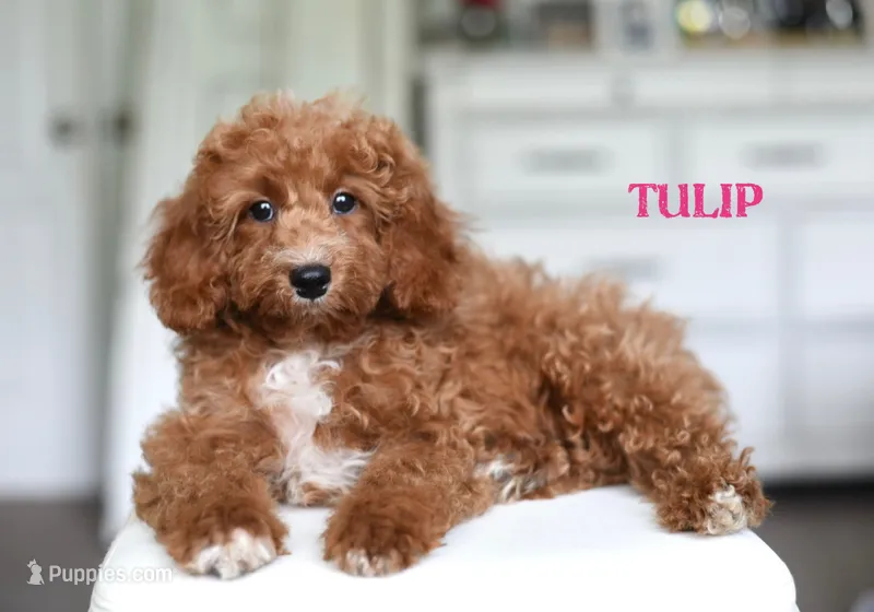 TULIP – Cavapoo, Miniature Goldendoodle puppy for sale in Athens, GA