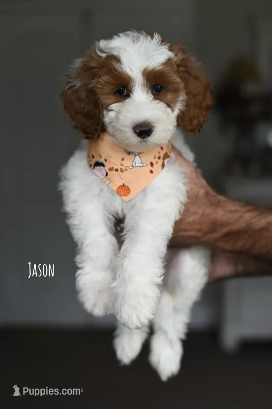 JASON – Miniature Goldendoodle puppy for sale in Athens, GA