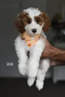 JASON, a male Miniature Goldendoodle for sale in Athens, GA – 1 of 1