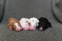 TUXEDO, a male Poodle - Multi-Colored Standard and Poodle - Standard  for sale in Athens, GA – Photo 3 of 3