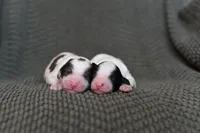 TUXEDO, a male Poodle - Multi-Colored Standard and Poodle - Standard  for sale in Athens, GA – Photo 2 of 3