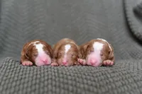 TUXEDO, a male Poodle - Multi-Colored Standard and Poodle - Standard  for sale in Athens, GA – Photo 1 of 3