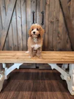Captain, a male Miniature Goldendoodle for sale in Athens, GA – 3 of 3